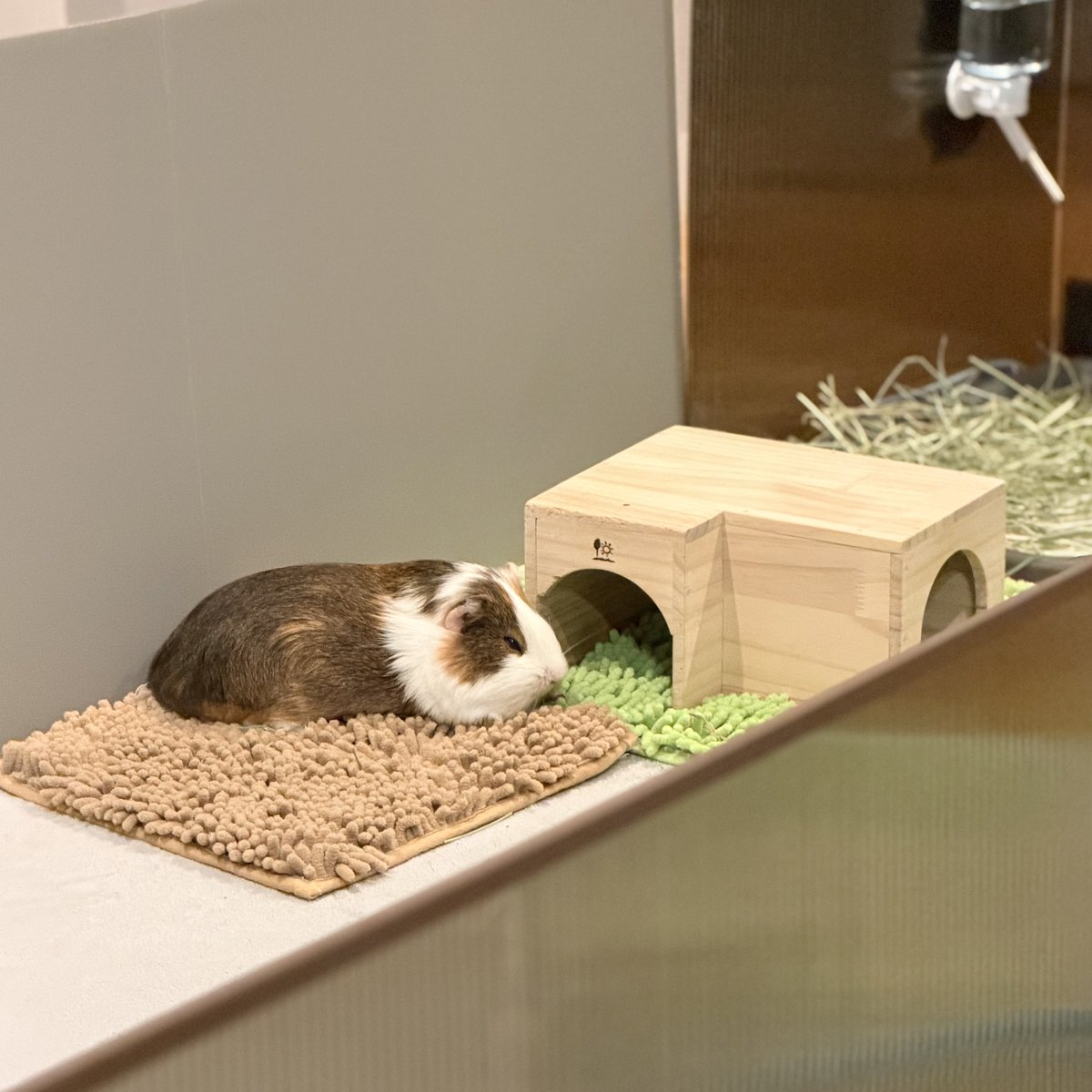 ちくわ tweet media