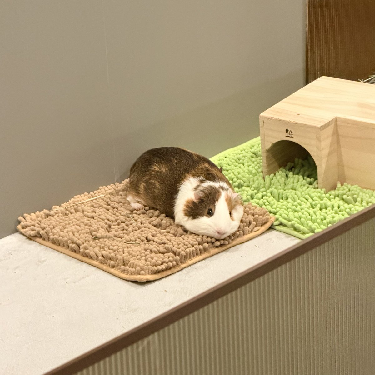 ちくわ tweet media