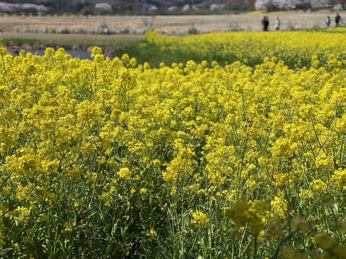 ゆうや、 tweet media