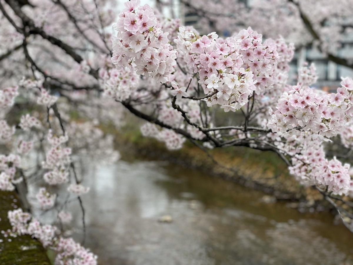 ゆうや、 tweet media