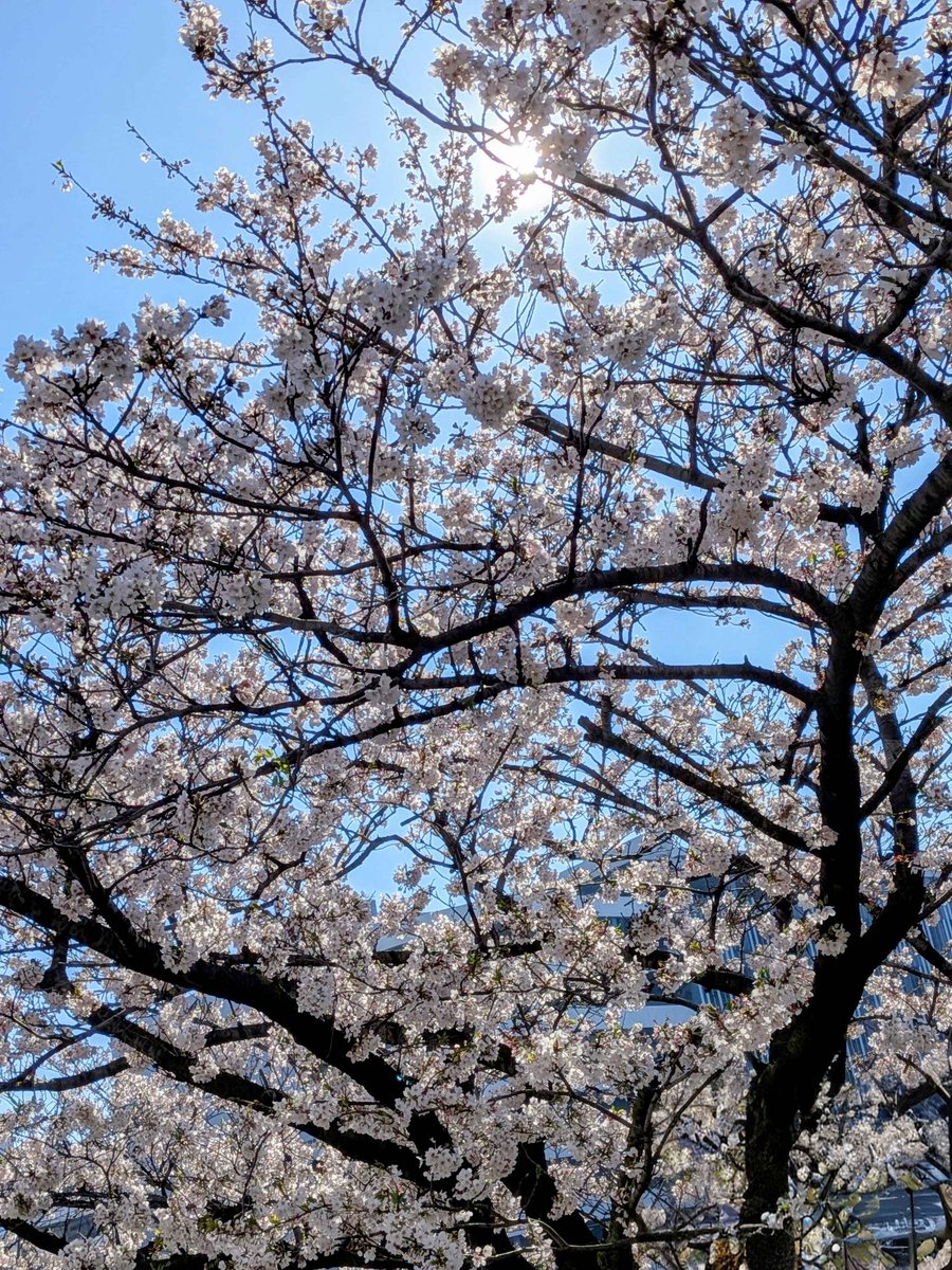 さしゃ tweet media