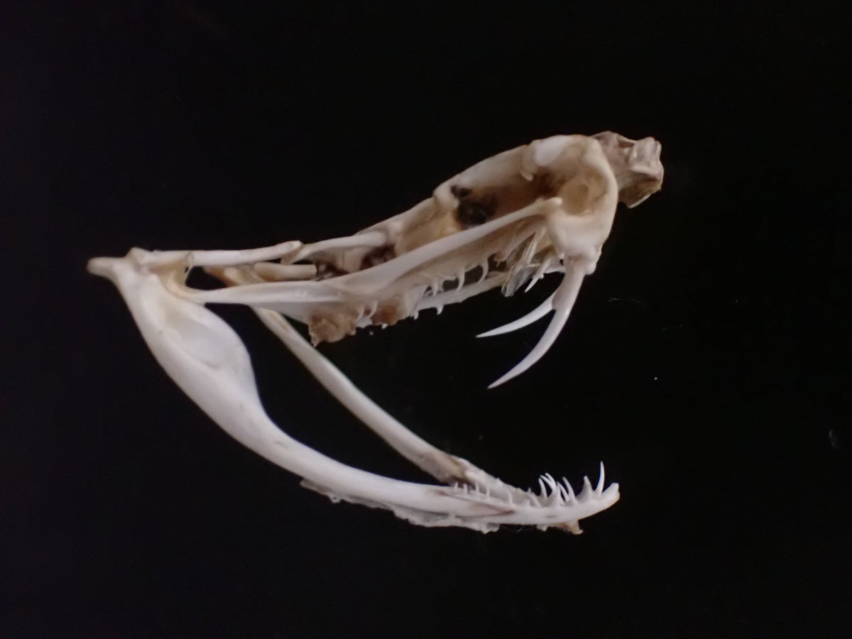 ゲッチョ tweet media