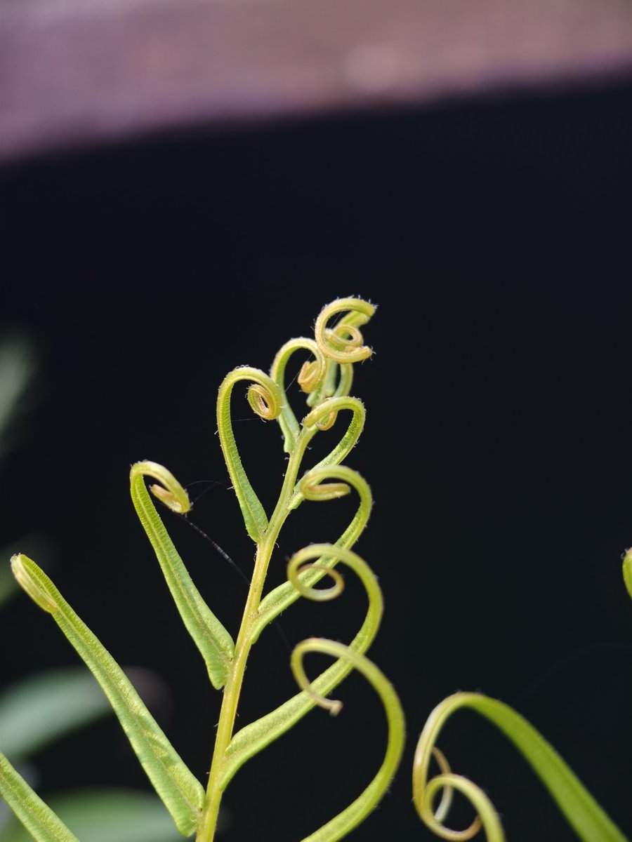 Paritosh_33's tweet image. Some fun shots..unedited..
Have an amazing day guys..
#Friday