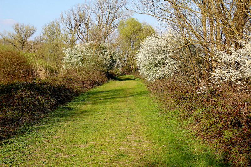 i9663vi's tweet image. Upgrade Ostiglia (MN)  Italia.

Power By I9666VI, Edit By I9663VI, Canon Eos 4000D 2026-03-13.

Full Album--&amp;gt;&amp;gt; stepart.it/index.php/ffff…

#Stepart #nature #fotography #naturemagic #fotographies #naturelove