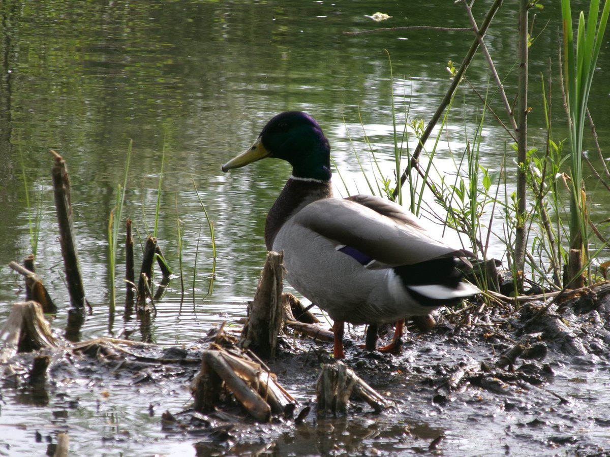 neppie 🌻 ⚔️ 【Katabasis】 tweet media