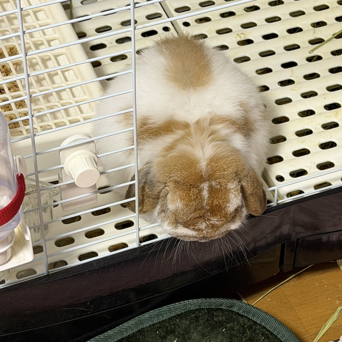 sakkun0602's tweet photo. トニーくん🐶は元気に過ごしてます😌

トニーくんが元気で変わらずチモチモしてくれてるのが救いです😌

もっふりお餅みたいな姿でのんびりしたり帰宅したらケージから飛び出して来たり🤭

もしもトニーくんがお月様に行く時は自分の名前を「あたままんまるちゃんれす！」って言いそうだな😂 https://t.co/USh5qaXzJ6