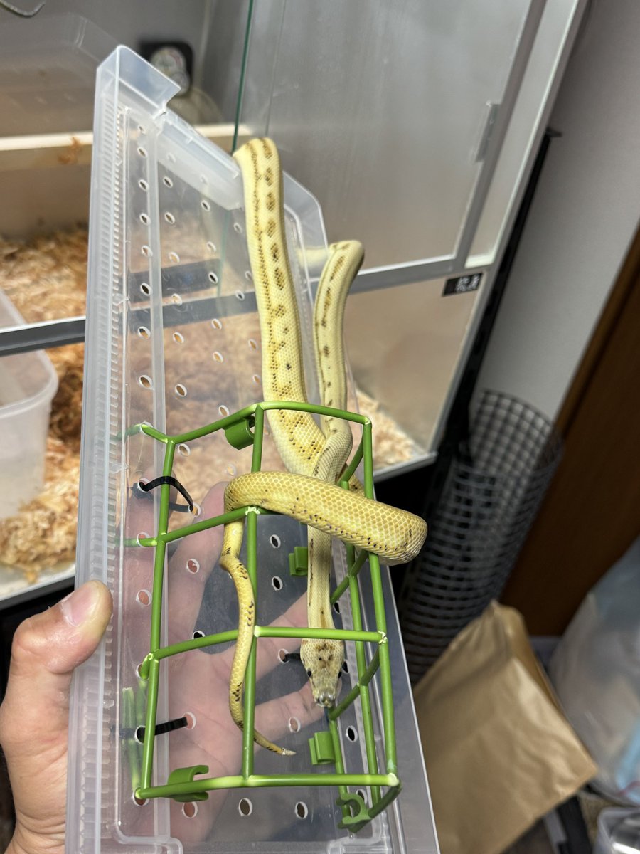 あんでぃ35 tweet media