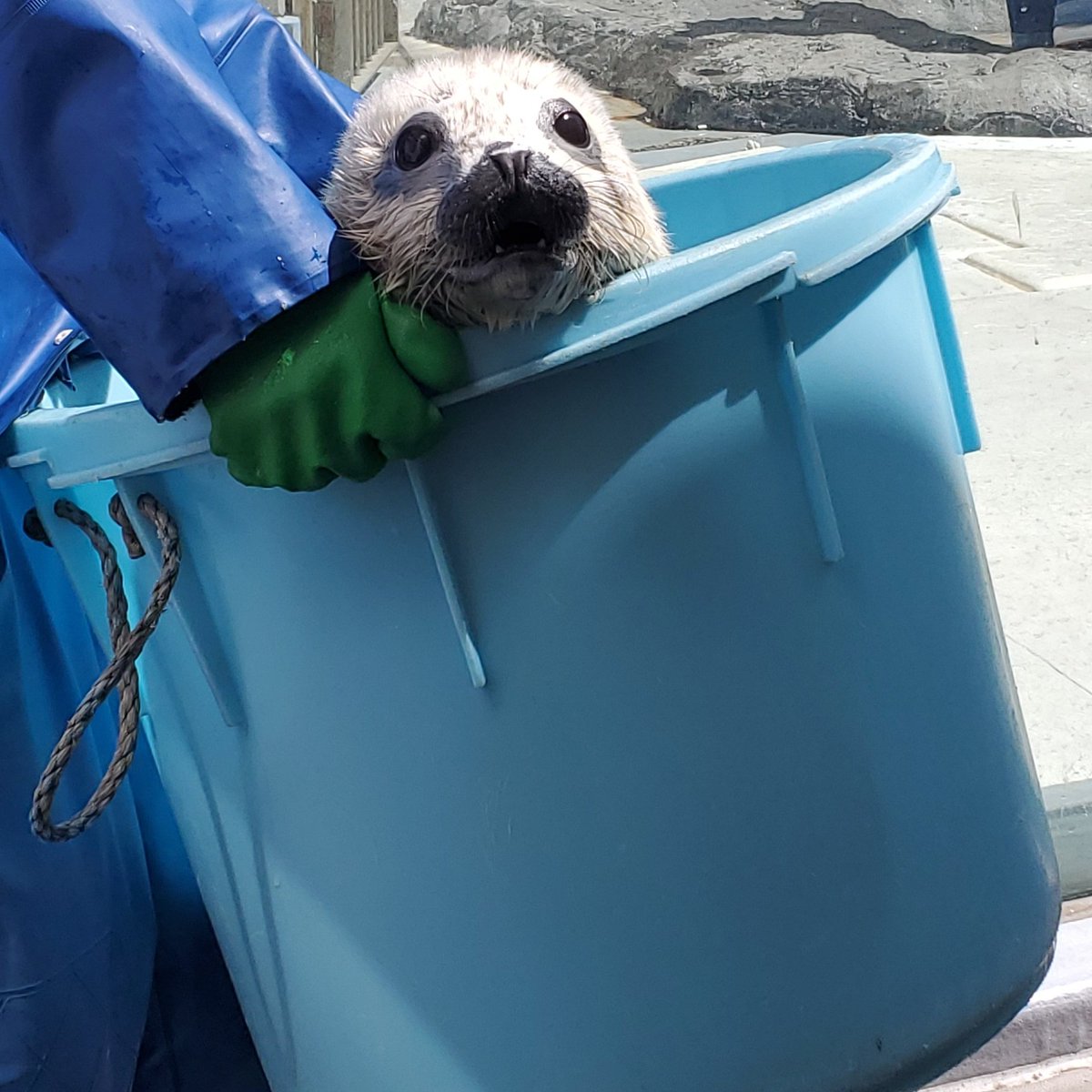 彪虎 21日まで刀剣イベ中&週末遠征のため超多忙 tweet media