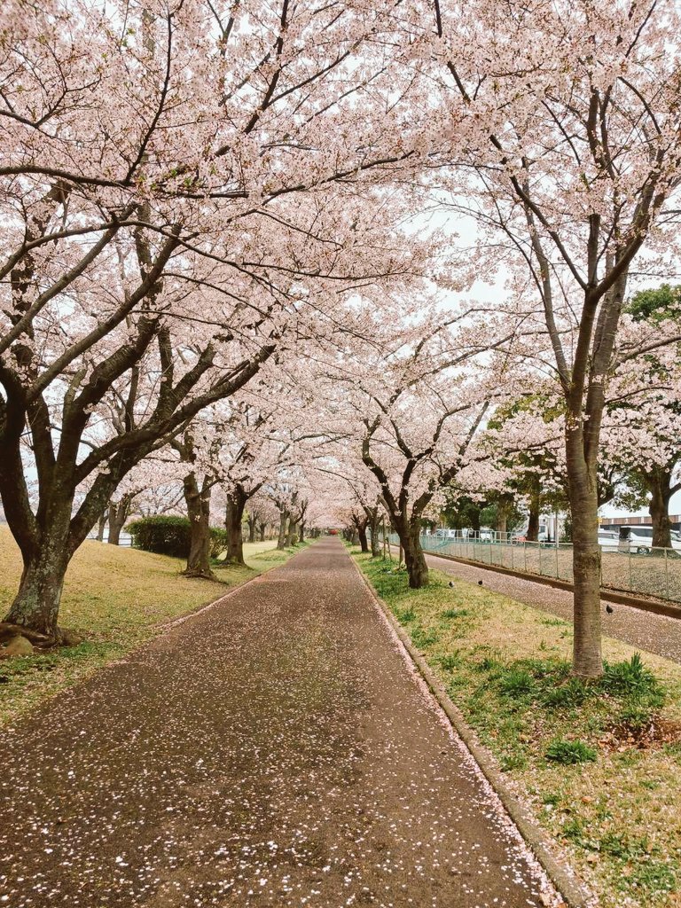 shiba_poteto22's tweet photo. 今年の最後のお花見は天気悪かったけど、
とてもかわいい黒柴のぽんずちゃんと🐕🌸
また会えるといいね🫰

#柴犬 https://t.co/GnphdNSzS6