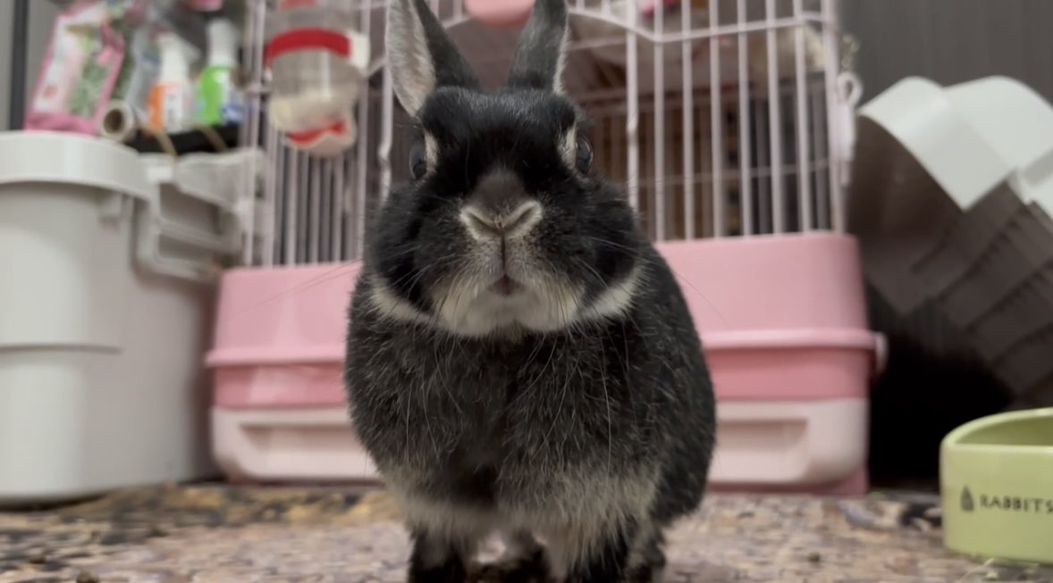 ちょこっとだけ、うさぎとビデオ通話で再会したんですけど、スマホから聴こえる私の声に驚きを隠せてません🐰www

🐰ｴ‼︎ﾄﾞｺｶﾗｷｺｴﾙﾉ⁈