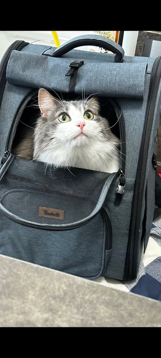 Cat Cat (@CatCatt78) / Posts / X