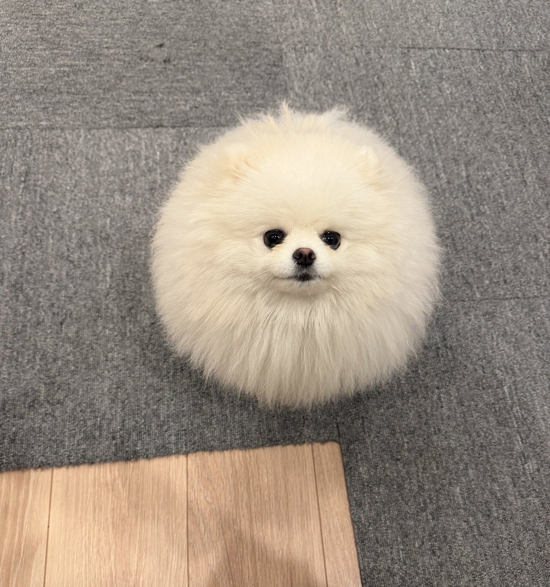 もんち tweet media