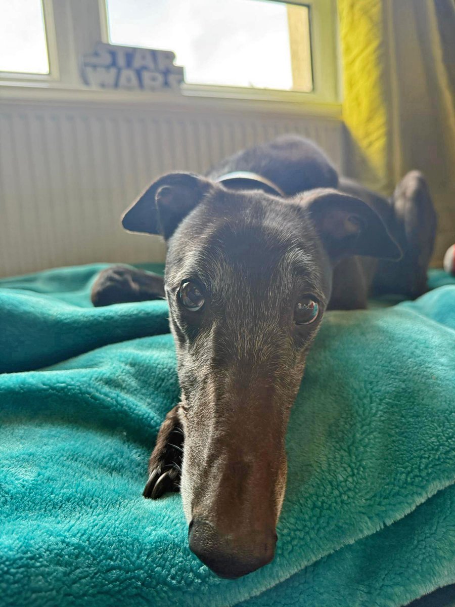 Dogs Trust Glasgow tweet media