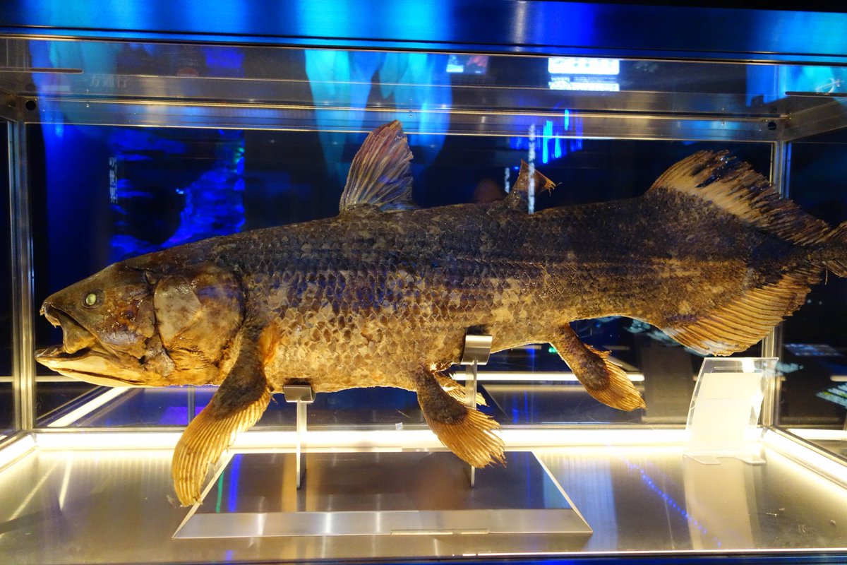 いねこ tweet media