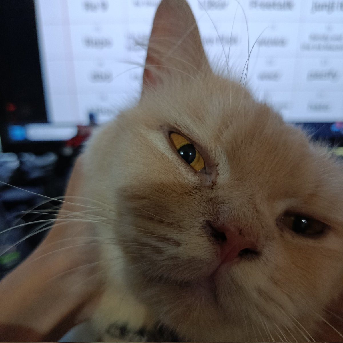 lagi benerin jadwal yg ketimpan.. si buntalan bulu ini gk terima.. dia mau disayang juga.. soalnya dari kemarin belum kelar..