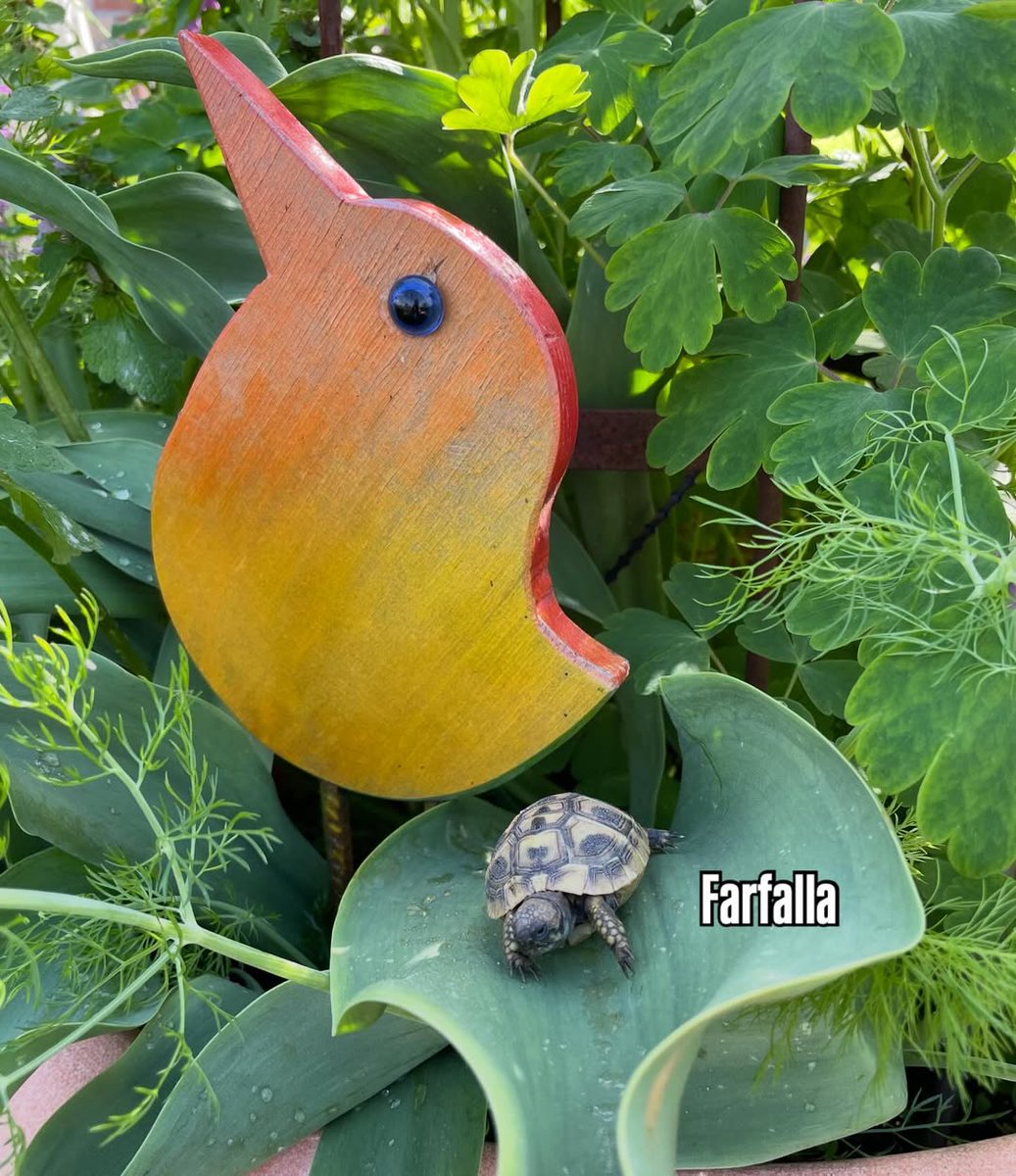 Sea Turtle Community tweet media