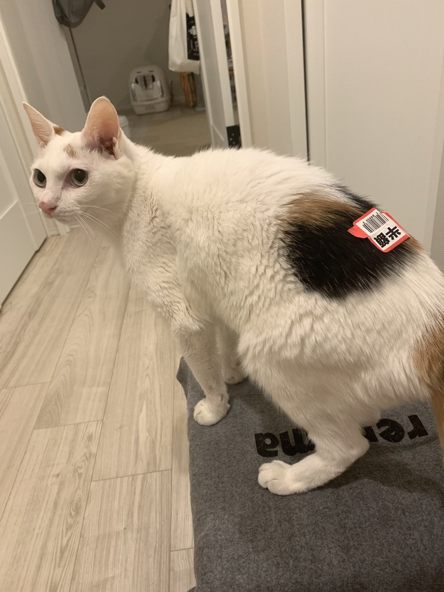 ichi_heart's tweet photo. あら お買い得❣️
#ねこ #猫 #cat https://t.co/mIU1cg3Lk4