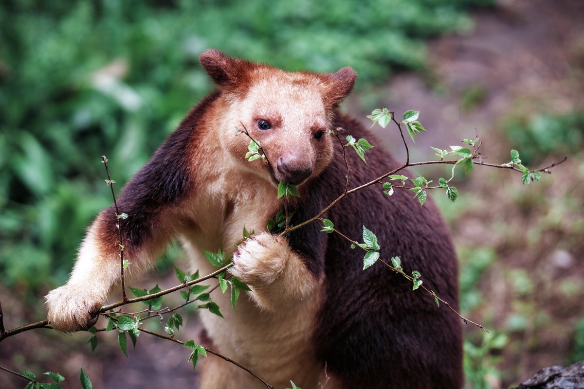 散歩の人 tweet media