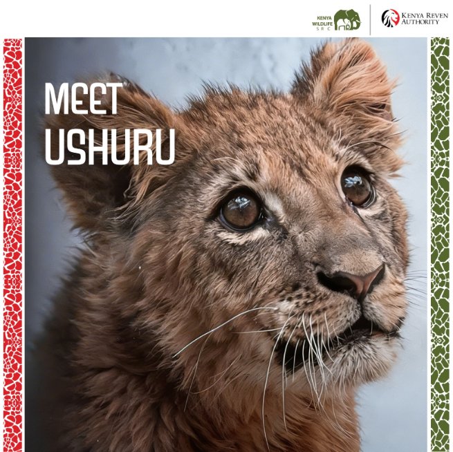 KWSKenya's tweet photo. 𝐊𝐞𝐧𝐲𝐚 𝐑𝐞𝐯𝐞𝐧𝐮𝐞 𝐀𝐮𝐭𝐡𝐨𝐫𝐢𝐭𝐲 𝐀𝐝𝐨𝐩𝐭𝐬 𝐚 𝐋𝐢𝐨𝐧 𝐂𝐮𝐛, 𝐔𝐬𝐡𝐮𝐫𝐮
A powerful moment of action at today’s KRA@30 Stakeholder Engagement Pearl Breakfast—the adoption of a lion cub, now named 𝐔𝐬𝐡𝐮𝐫𝐮.

More than a symbolic gesture, Ushuru represents a shared commitment to conservation and a shift from awareness to action. Through this adoption, the Kenya Revenue Authority joins a growing community of partners actively supporting wildlife protection and care.

This initiative reflects a deeper truth: conservation is a shared responsibility. It is not only about protecting wildlife, but about securing the ecosystems that sustain our economy, our communities, and our future.

We invite YOU to be part of this journey. Karibu, Tutunze Pamoja!

#ProtectingOurHeritage