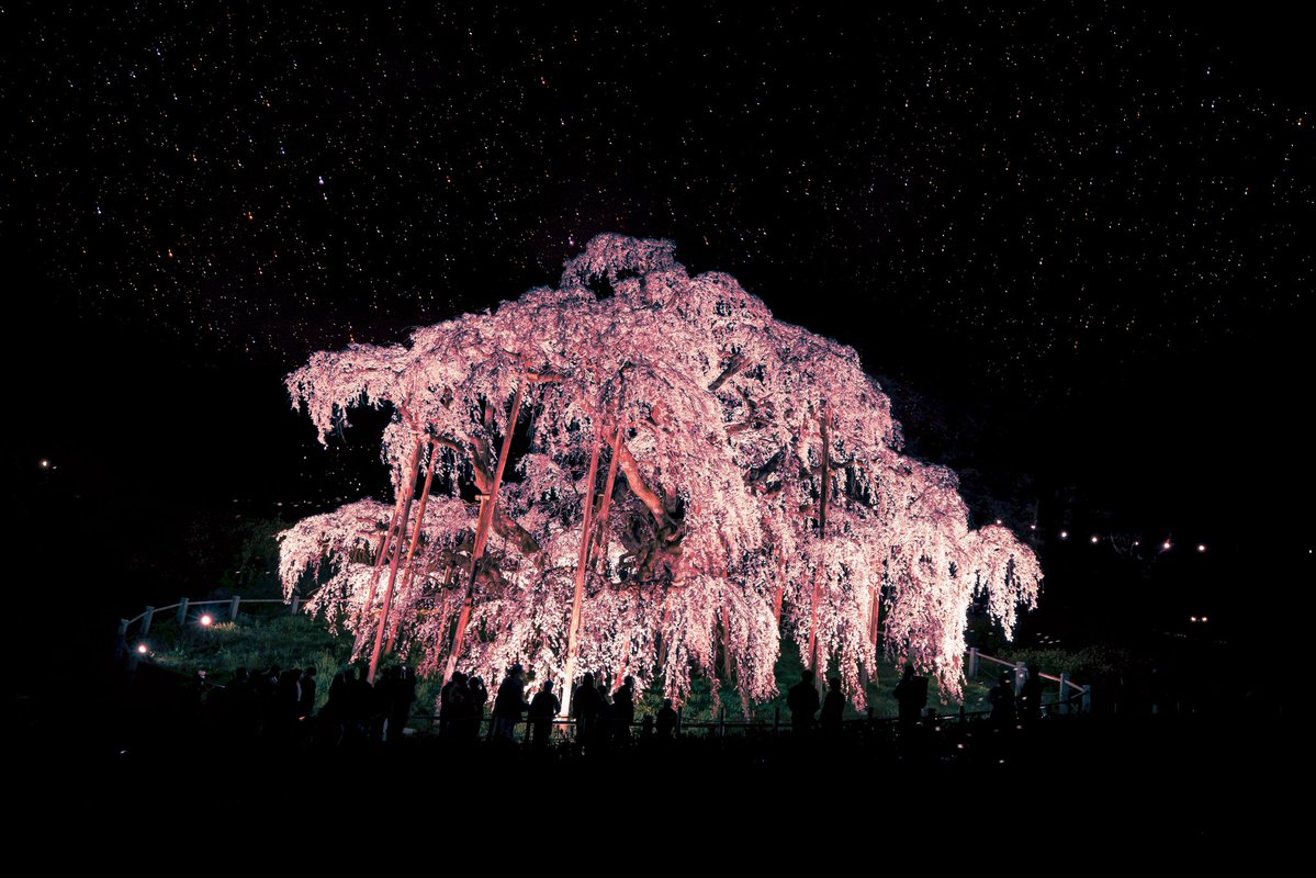 夏月りん tweet media