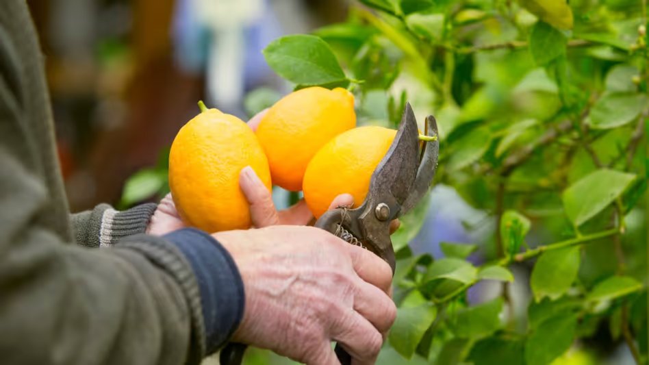 GoodNewsToday's tweet image. नींबू के पौधे में नहीं लग रहे फल? ये काम करें...फूल झड़ना बंद होगा और मिलेंगे ढेर सारे रसीले नींबू 

#Lemon #Plants #Plantation 

पूरी ख़बर : shorturl.at/9mqMH