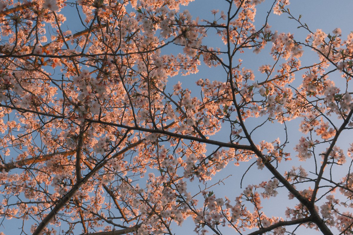 ASAMI_photo_movie tweet media