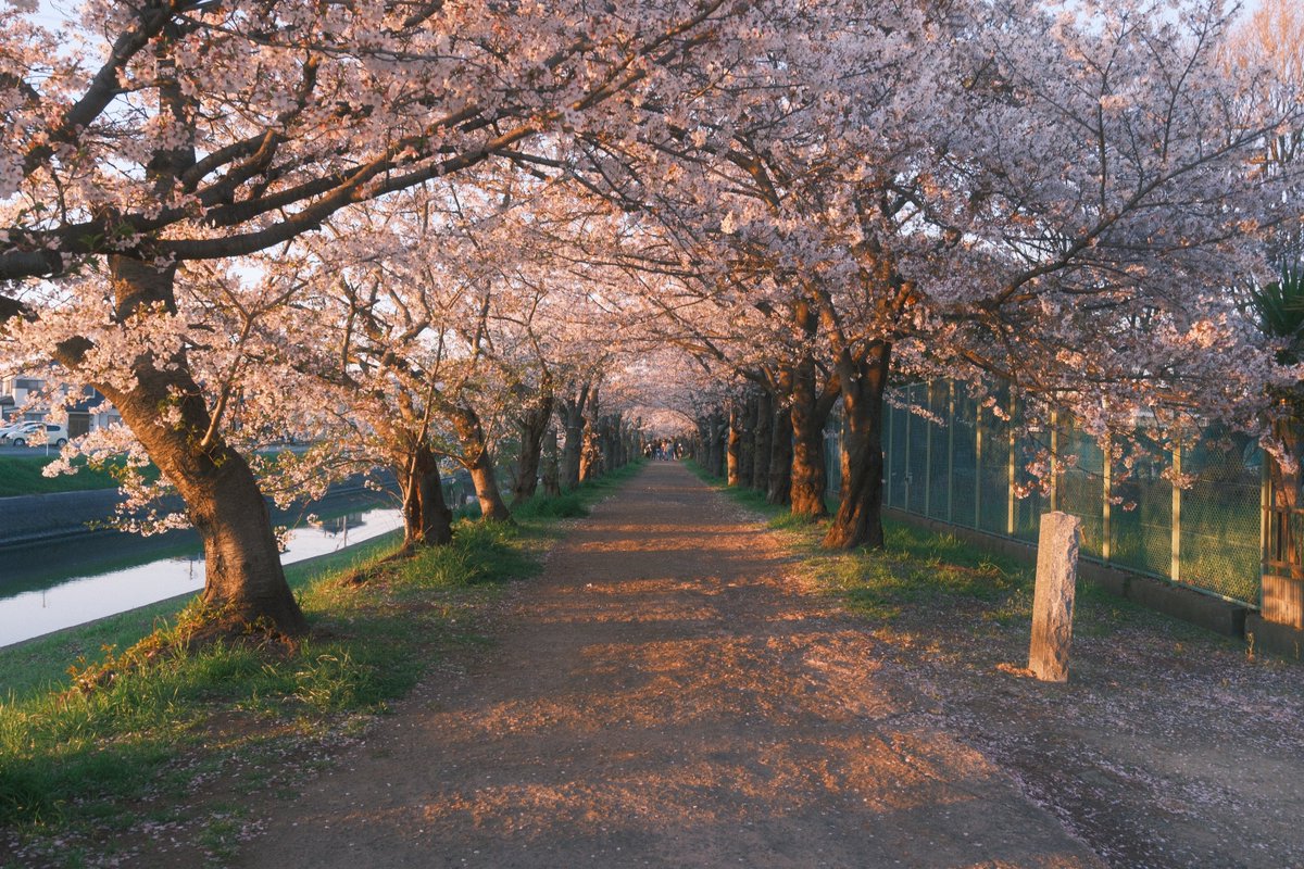 ASAMI_photo_movie tweet media