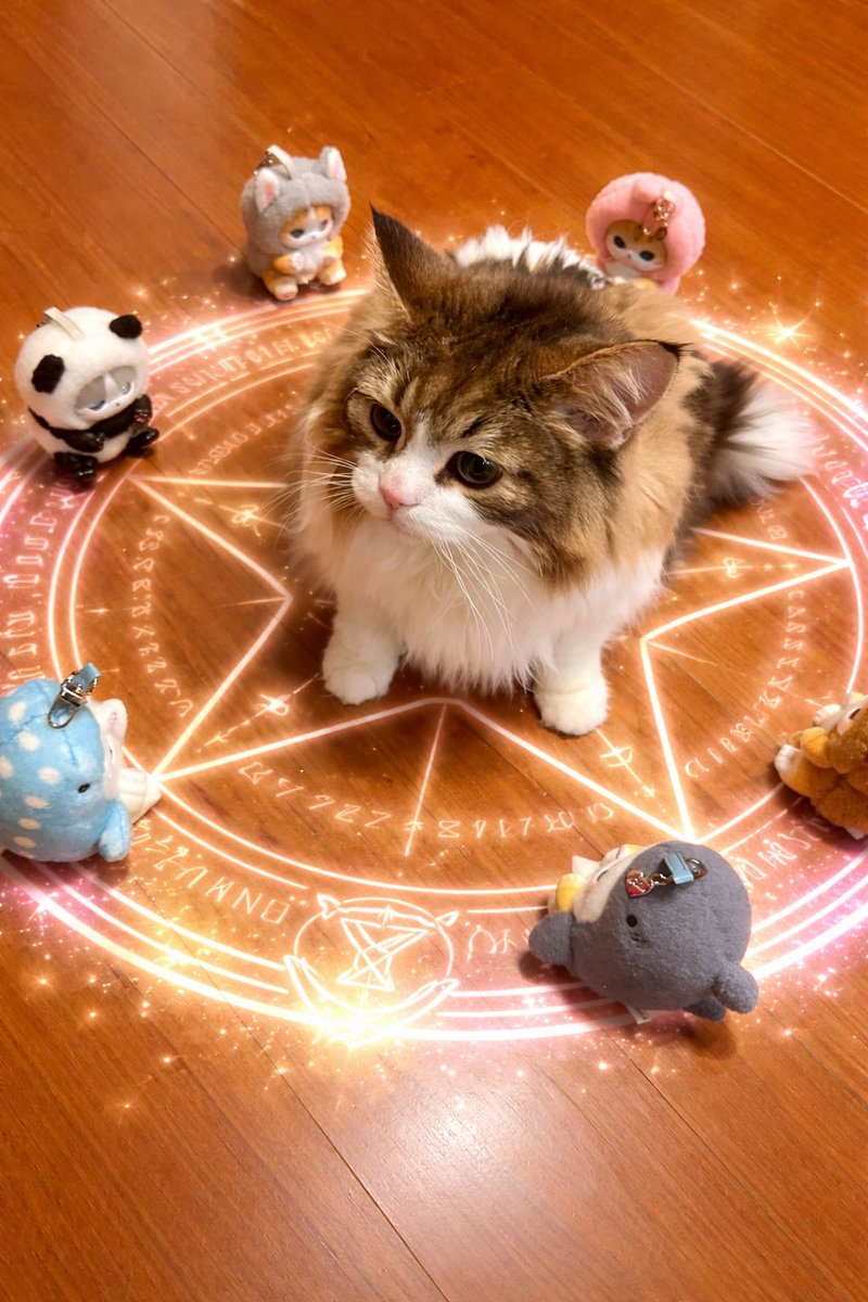 buraunburaun's tweet photo. 召喚されしモフ猫神✨ https://t.co/aE7JVUdPGS
