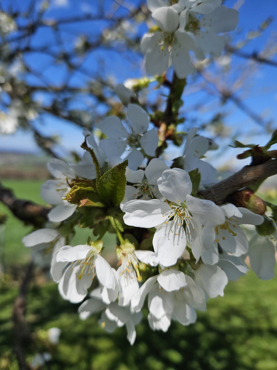 La fée clochette 🧚‍♀️🦄✨️🇨🇭🇫🇷 tweet media