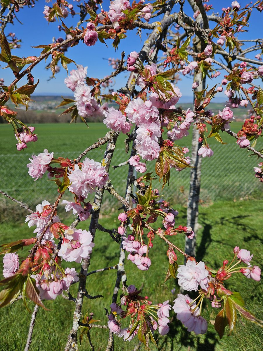 La fée clochette 🧚‍♀️🦄✨️🇨🇭🇫🇷 tweet media