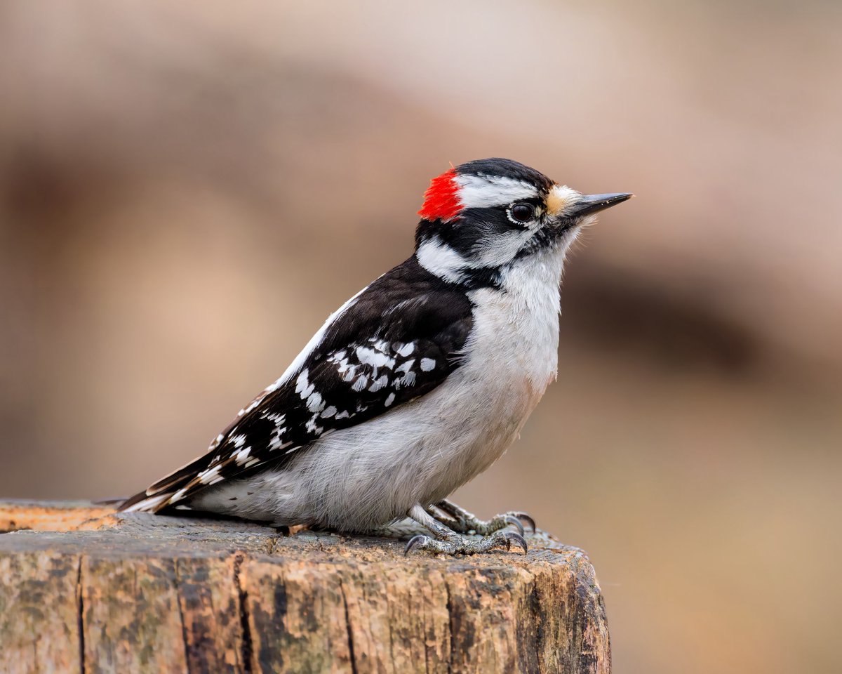 Ruben Giron tweet media