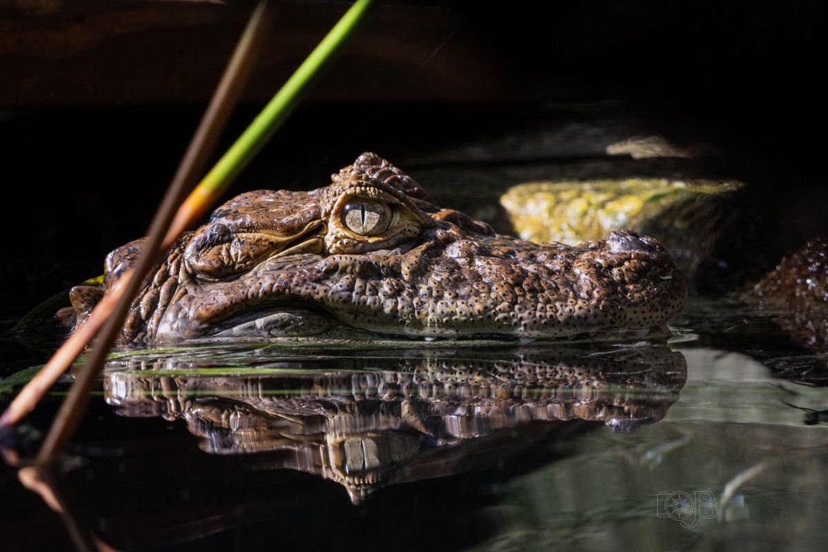 Crocodilian Specialist Group tweet media