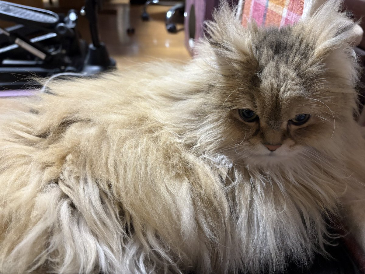 とらば tweet media