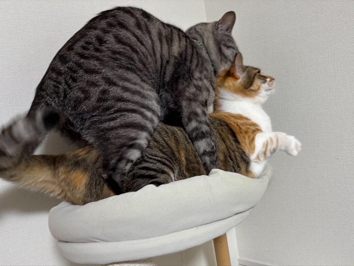 ととまるはんみ tweet media