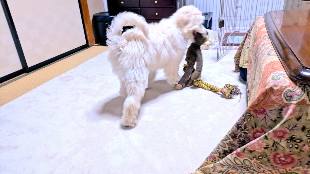 シャム❖❂ tweet media