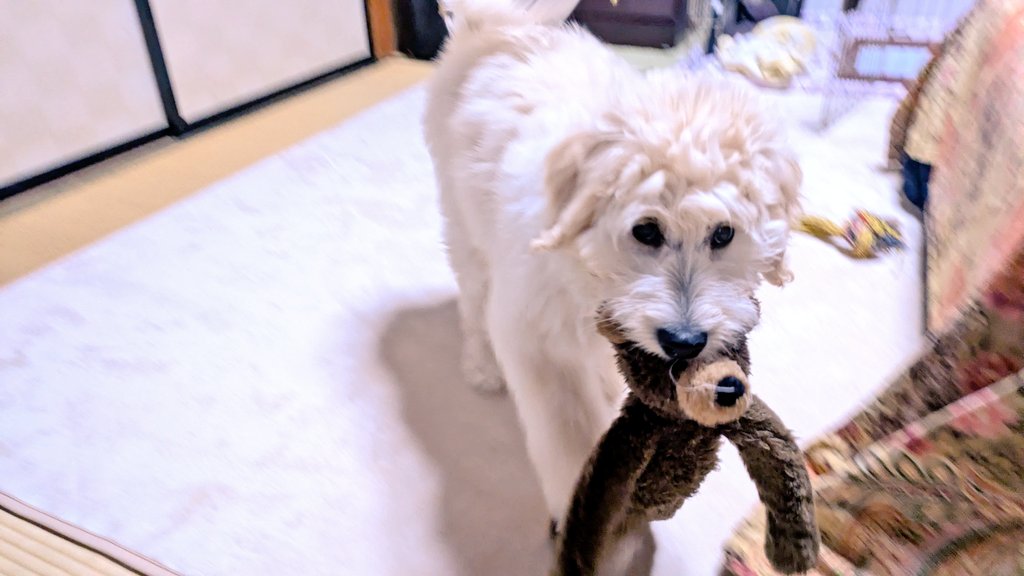 シャム❖❂ tweet media