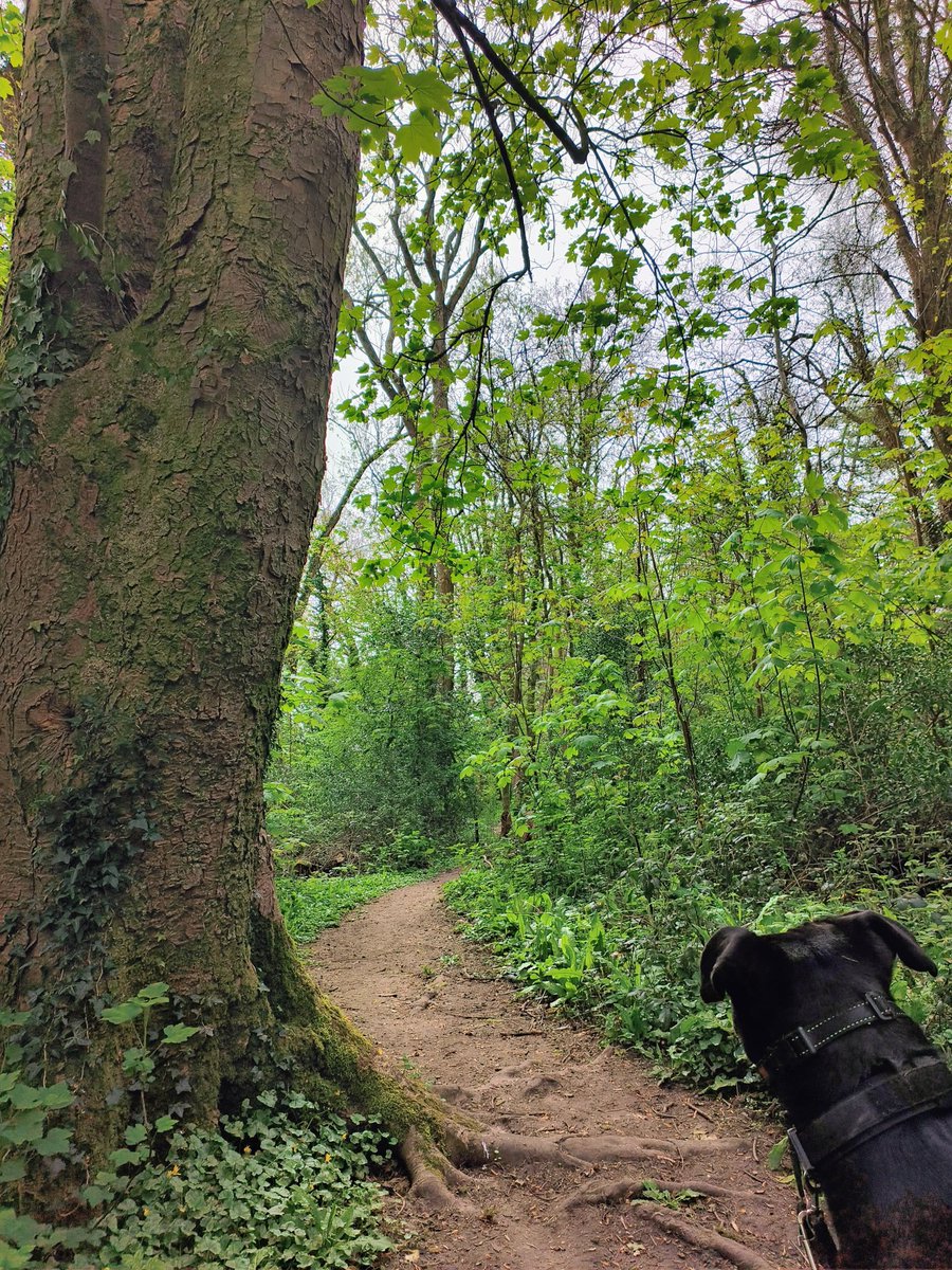 LadyGrace27's tweet image. Breathing in the kind of green you can feel...🌿

#fridayvibes #walks #walkies #woods #nature #naturebeauty #greenery