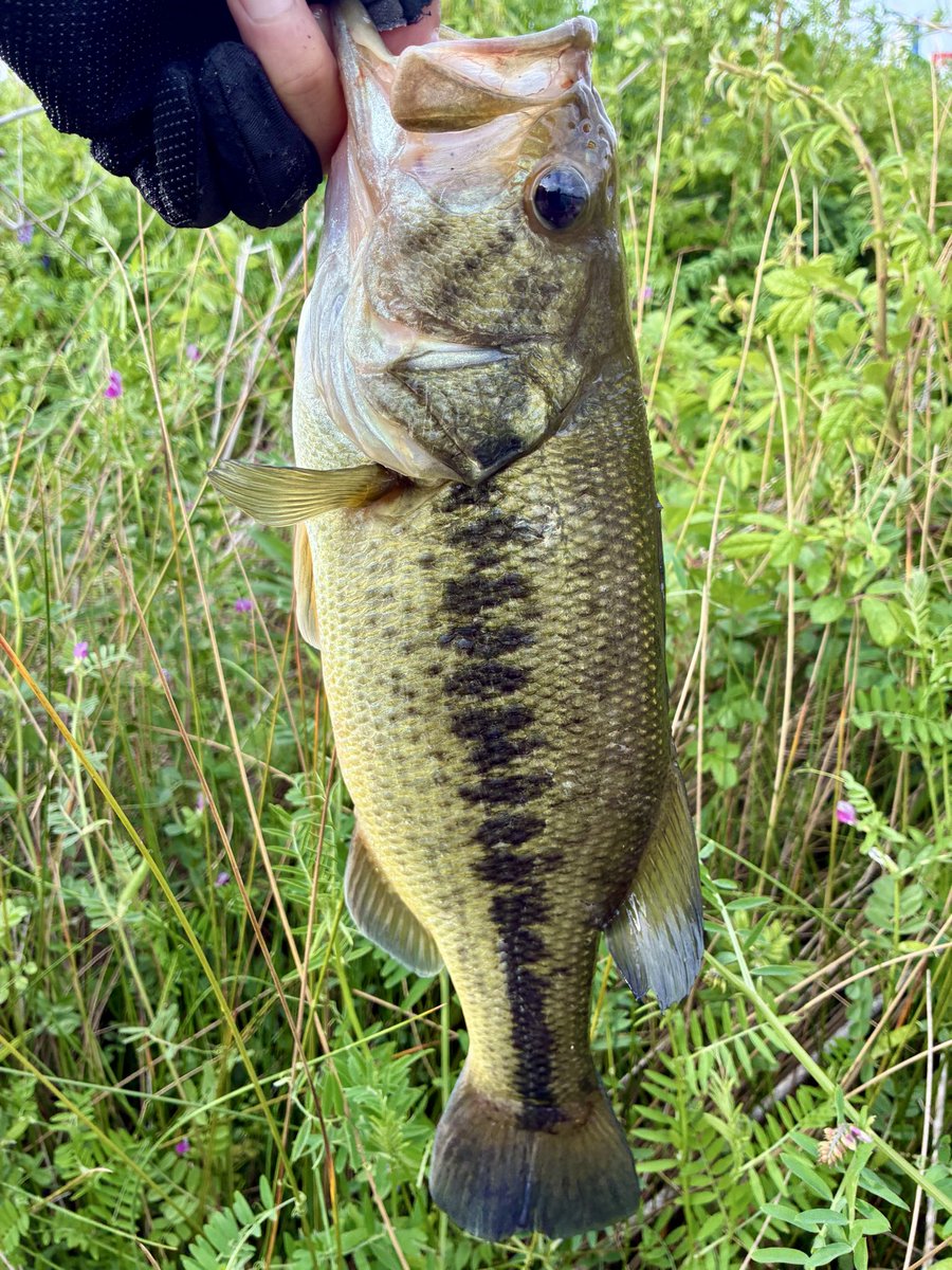 きたつ tweet media