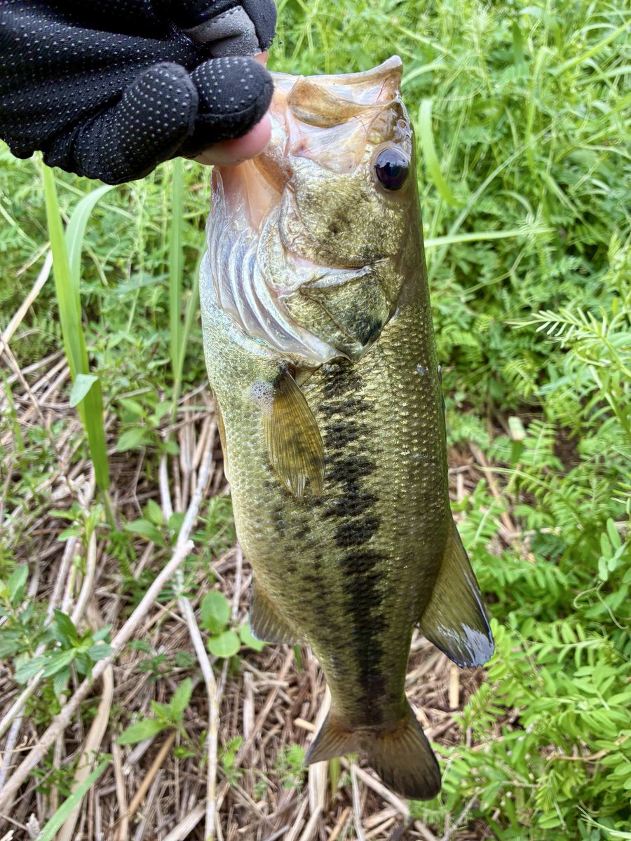 きたつ tweet media