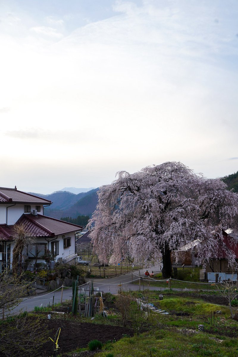 そして
高山村にも素敵な桜スポットが🌸
#高山村