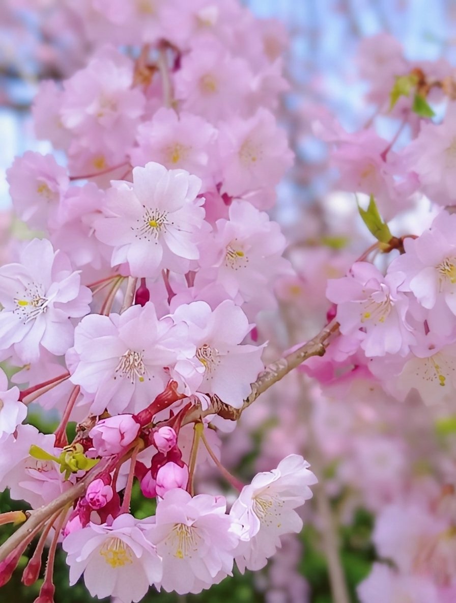 いちご🍓 tweet media