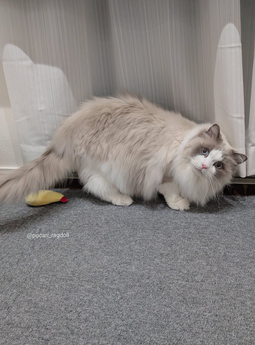 ぽかり🤍ラグドール tweet media