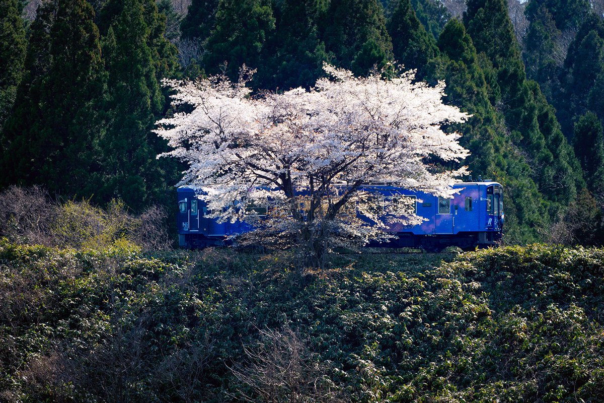 車窓から見てずっと気になっていた
一本桜と列車を狙ってみました。
この下、いい雰囲気の漁港があるんですけど、
今は工事をしているので、寄ってみました。
ただ、クローズアップすると普通の写真になりますね。
木の存在感を出すんだったら、いっそ思いっきり引いた方が良かったかも。

#のと鉄道