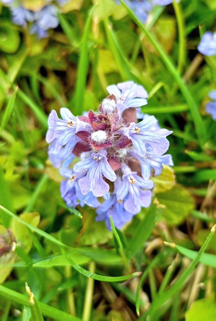 Nature's Magic' tweet media