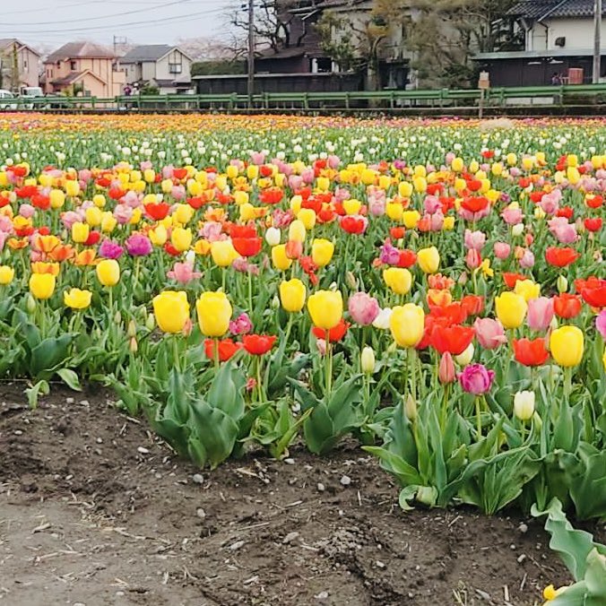 MealTiny's tweet photo. 先日主人に連れられw行って参りました🦯🚶‍♀️  #羽村市  #花と水のまつり チューリップと桜満喫🌸
来年からは自宅から眺めるだけになりますが🤗
晴れると凄いのよ人も車も渋滞w
時間に余裕を持ってお移動くださいませ😊

たぶんまた10数年ぶりに肋骨やりました🤣
懐かしい音と痛み...こりゃヒビ入ったな🤪 https://t.co/ioiakGRur4