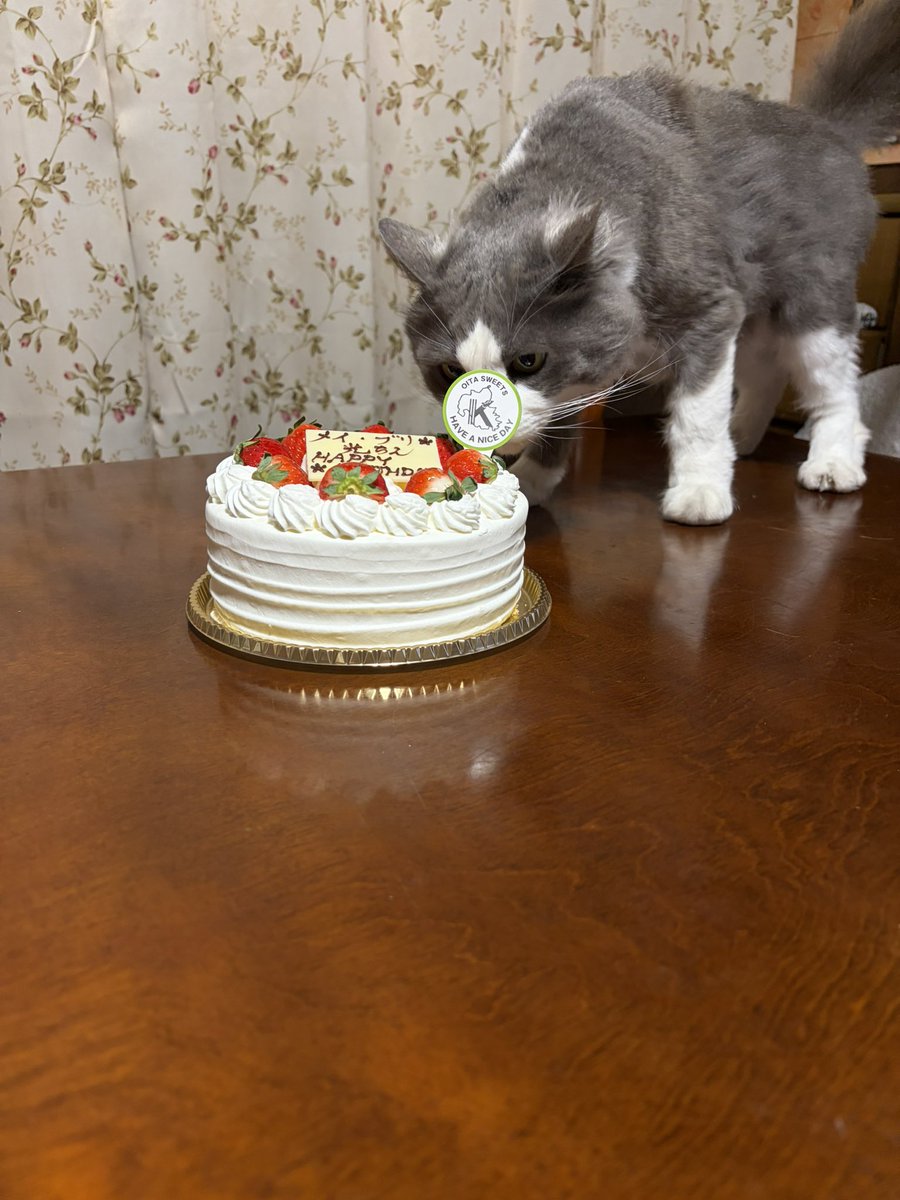 こだいりゅう tweet media