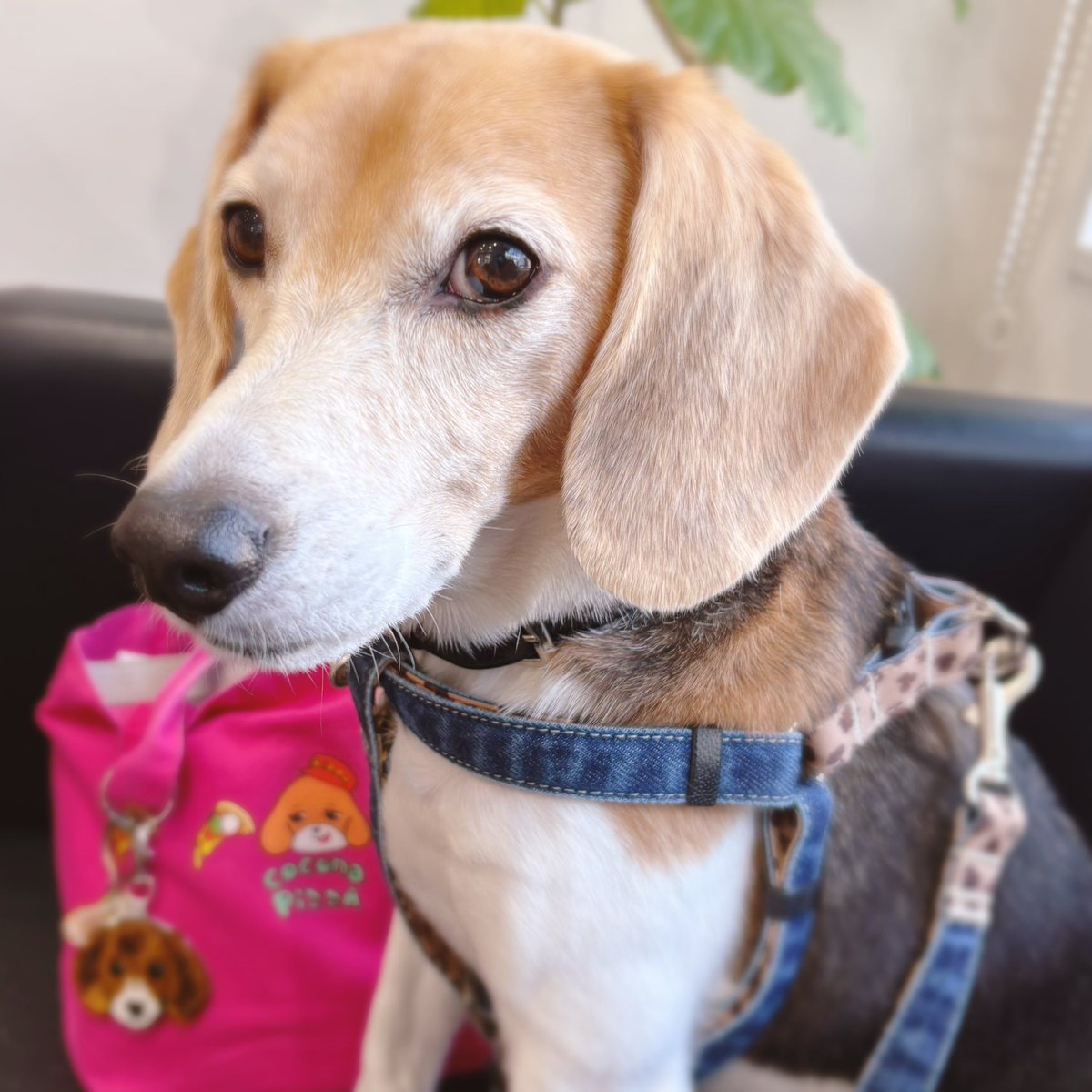 cocona_darake's tweet photo. これは注射をしに来たここなちゃん🐶💉

#beagle #ビーグル #犬のいる暮らし https://t.co/MmWri19BT9