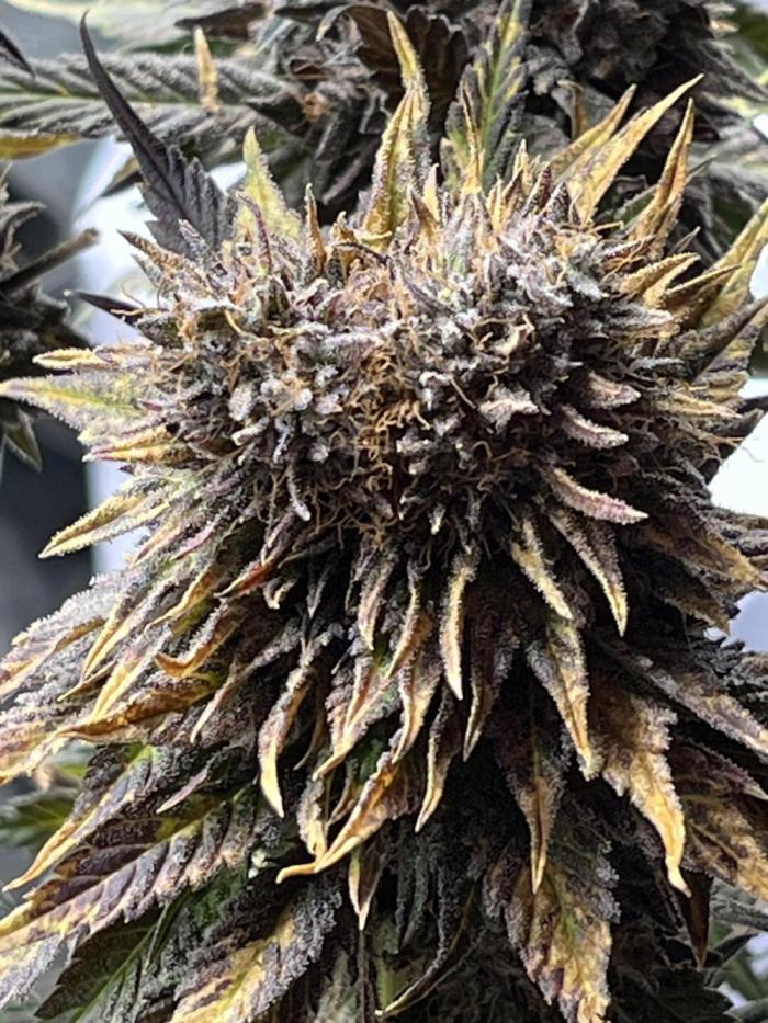 grow.diaries tweet media