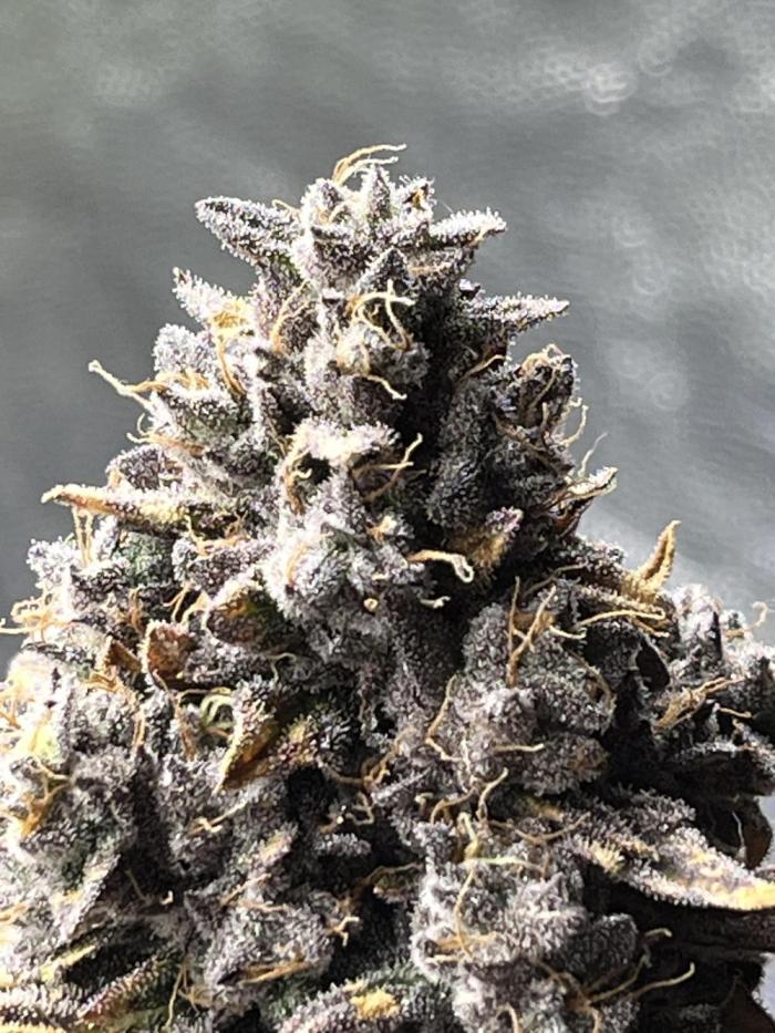 grow.diaries tweet media