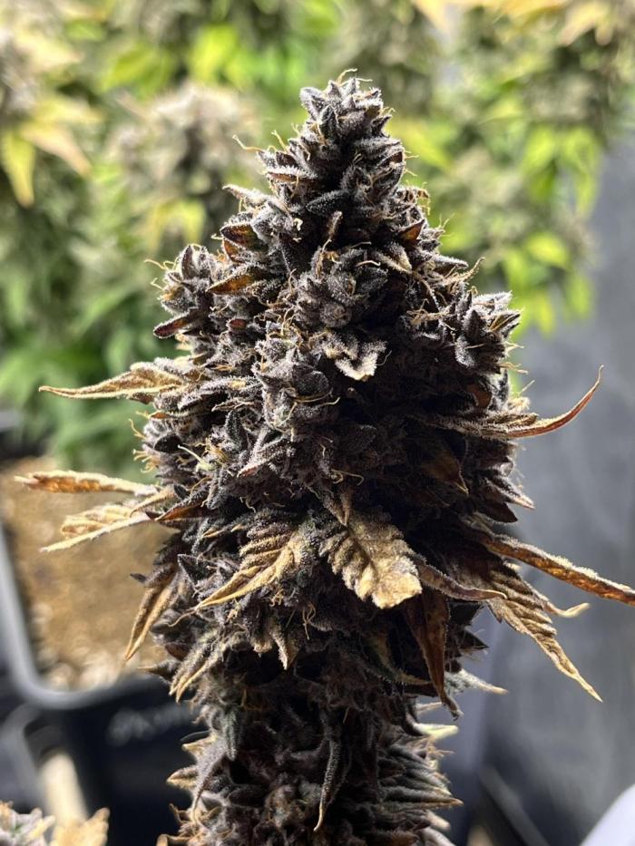 grow.diaries tweet media